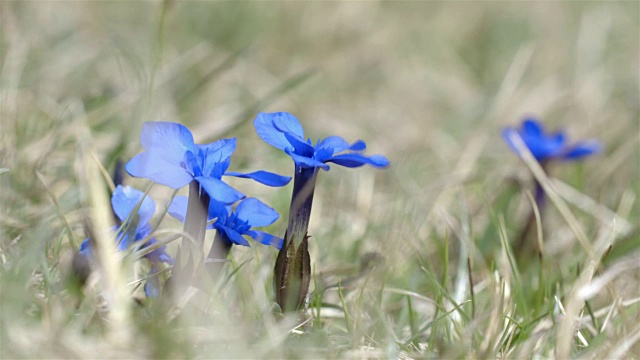 近距离观看蓝色的花朵在风中摇曳视频下载
