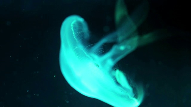 在水族箱里被蓝光照亮的小水母-月水母(Aurelia aurita)视频素材
