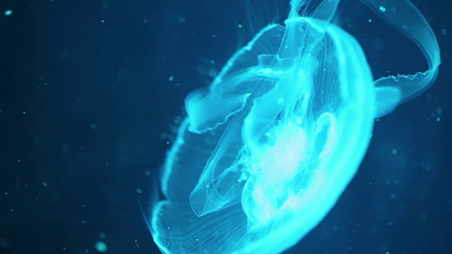 在水族箱里被蓝光照亮的小水母-月水母(Aurelia aurita)视频素材