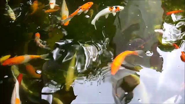 池塘里的日本锦鲤视频下载