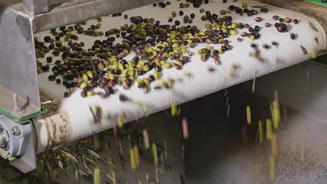橄榄油的生产在现代化的工厂视频素材