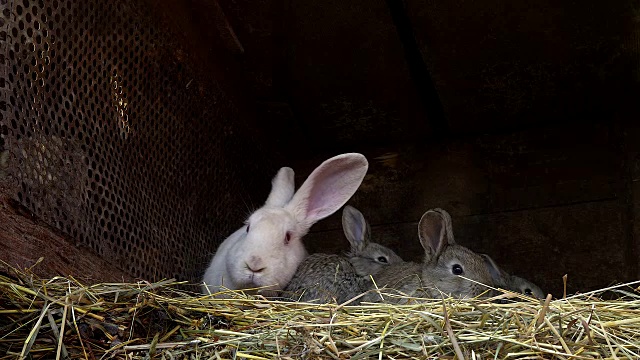 小灰兔和它们的妈妈在巢里视频下载