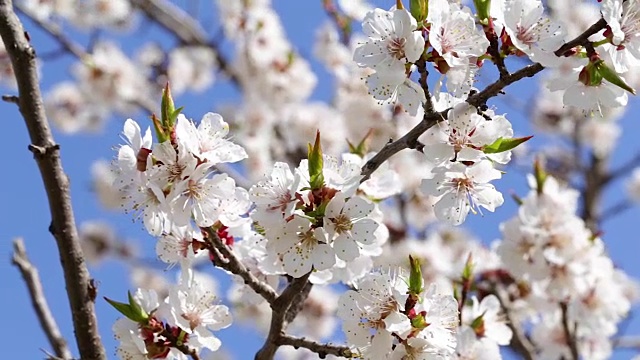 杏子树开花视频素材