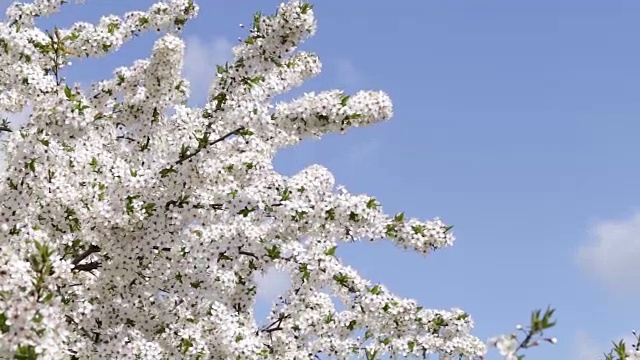 杏树在春天开花视频素材