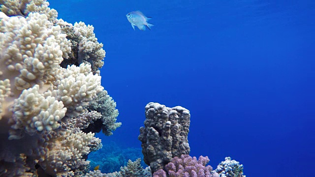 海洋。海洋中的水下生物。五颜六色的珊瑚和鱼。视频素材