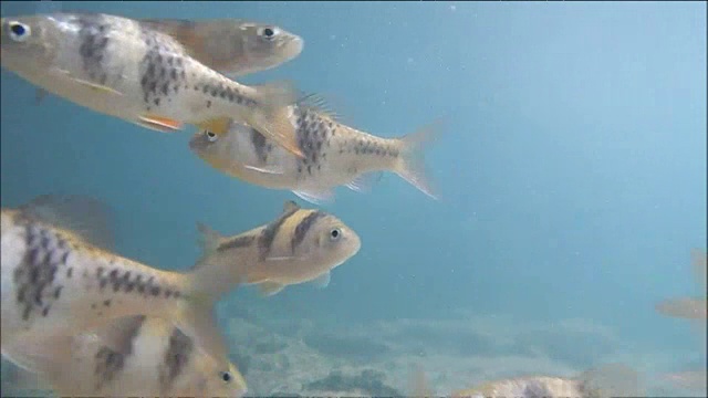 许多小型鲤科鱼在水下游泳视频素材