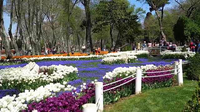4K郁金香在美丽的花园-股票视频视频素材