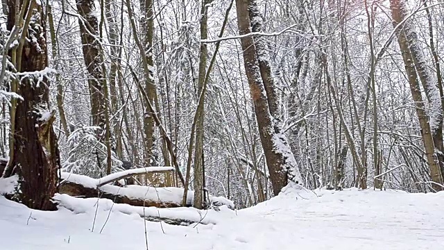 装备滑雪者在大雪覆盖的森林里用滑雪杆在雪道上滑雪。活跃的冬季运动-越野滑雪在新鲜空气。Dudergof, Krasnoye Selo，俄罗斯视频素材