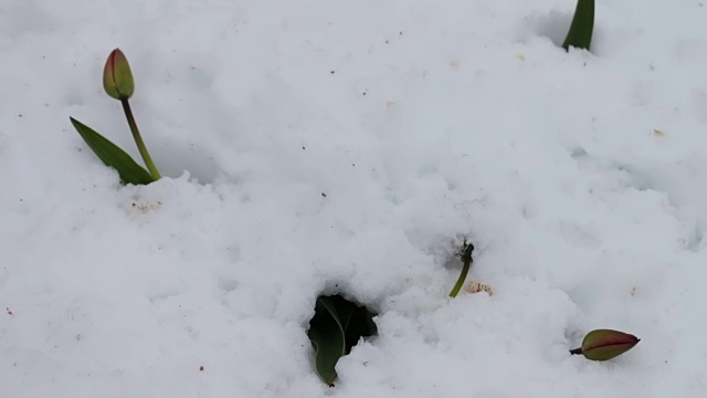 春季暴风雪的后果。雪地里的一朵郁金香视频下载