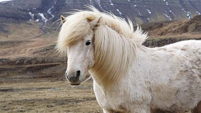 冰岛马的头部特写镜头。站着摇摆的马的鬃毛在多风和下雪的环境视频购买