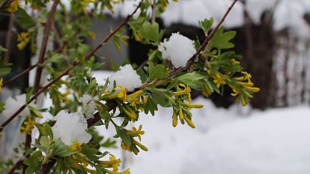 春天的花朵和绿叶在雪中。绿色的树枝在雪地里视频素材