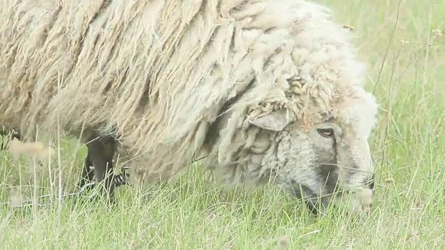 羊毛浓密的绵羊在牧场的青草上吃草视频下载