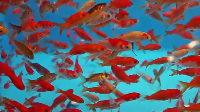 许多小金鱼在水族馆里游泳视频下载