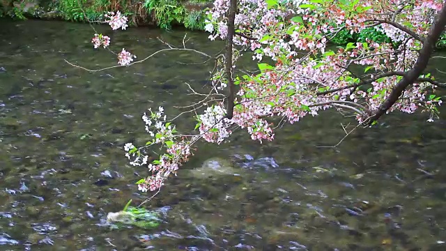 日本京都的樱花视频下载