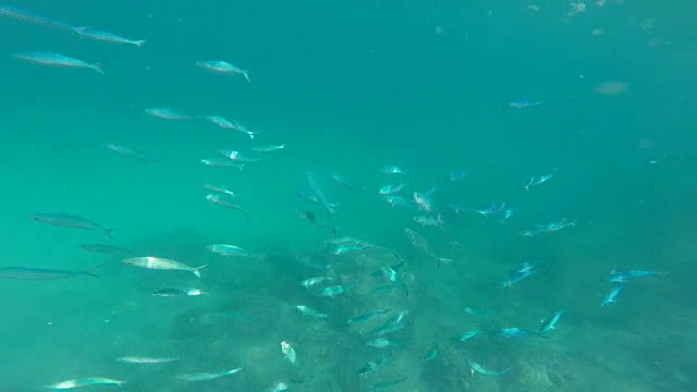 大量鱼群的水下镜头视频下载
