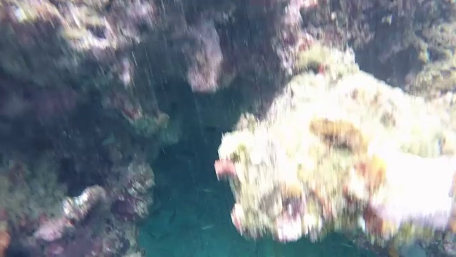 大量鱼群的水下镜头视频下载