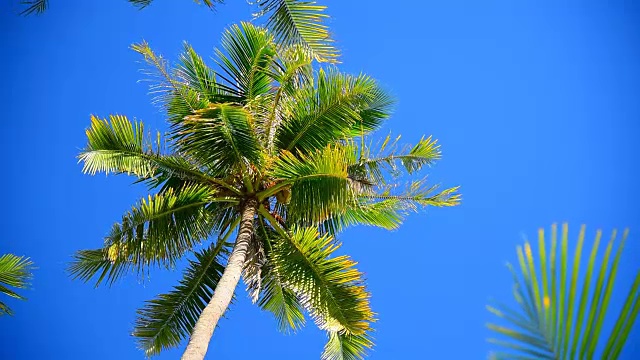 棕榈树和蓝天视频素材