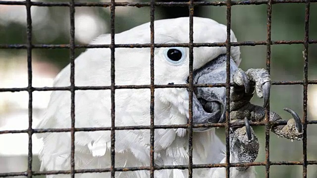 关在笼子里的白色凤头鹦鹉的表情悲伤和爪格栅在一个圈养在动物学。Cacatua阿尔巴。视频下载