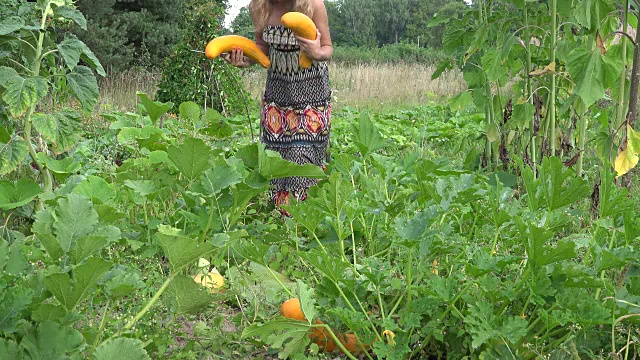 园艺妇女收获西葫芦与刀和携带蔬菜在夏季花园。FullHD视频下载