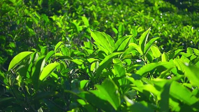 绿茶植物的慢镜头视频素材