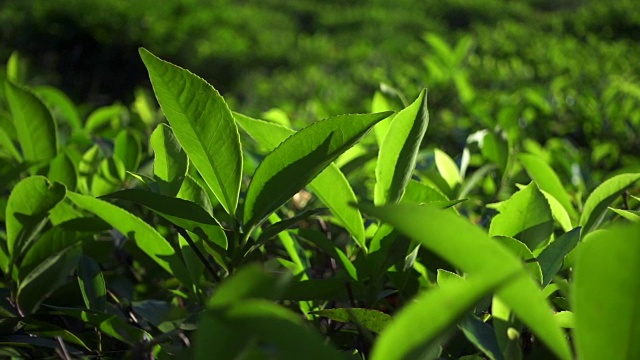新鲜的绿茶叶子。茶园视频素材