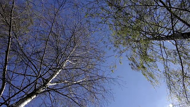 26、白桦树下，蓝天俯视，春意盎然视频下载