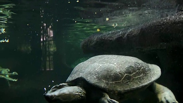 大型水龟吸入空气视频素材