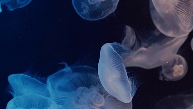 闪闪发光的月亮水母漂浮在水族馆的游泳池里视频素材