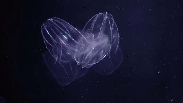 发光水母漂浮在水族馆的游泳池视频下载