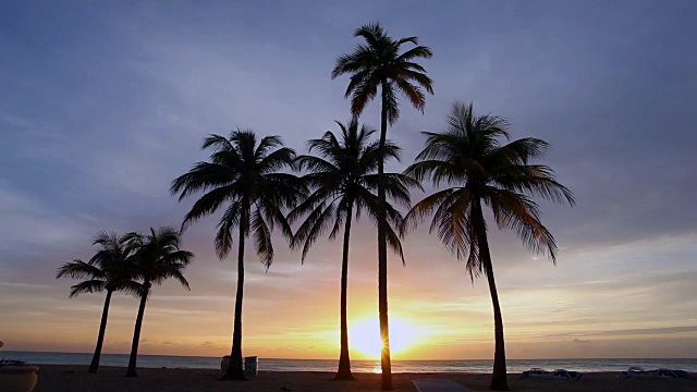 日出时的椰子树视频素材
