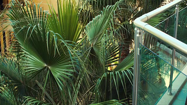 在阳光明媚的夏日，绿色明亮的棕榈叶。从阳台上看到的景色视频素材