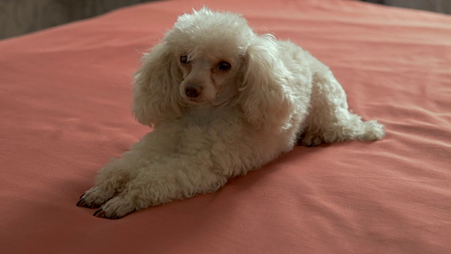 可爱的米色狮子狗躺在床上。一只娇小可爱的狗，喜欢玩耍，总是乐于招待。视频素材