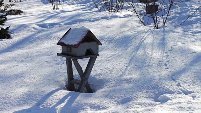 冬季公园鸟类的喂食器视频素材