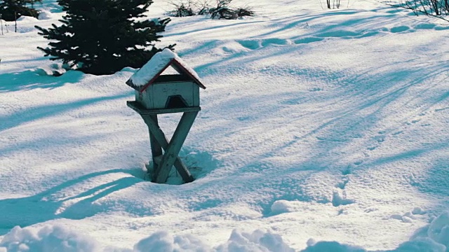 冬季公园鸟类的喂食器视频素材