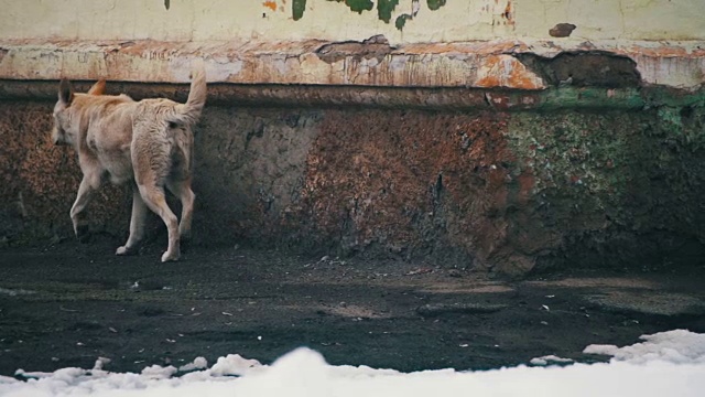 冬天下雪的街道上无家可归的白色狗。慢动作视频素材