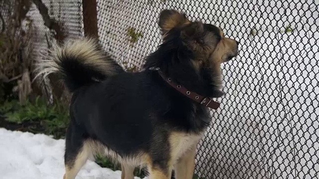 冬天，在篱笆附近的街道上，带项圈的灰色院子里的狗。慢动作视频素材