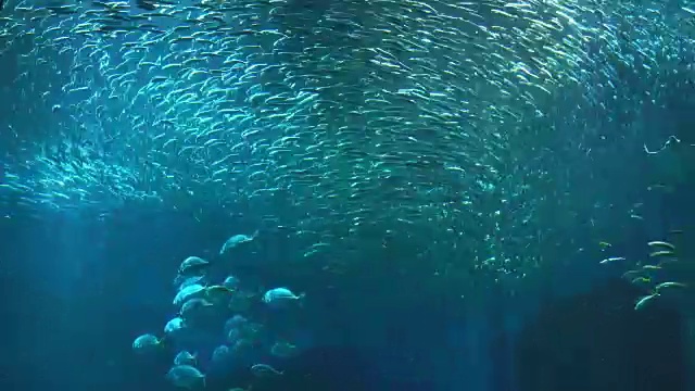 成群的大眼沙丁鱼形成了龙卷风
(有鲨鱼和蝠鲼)视频素材