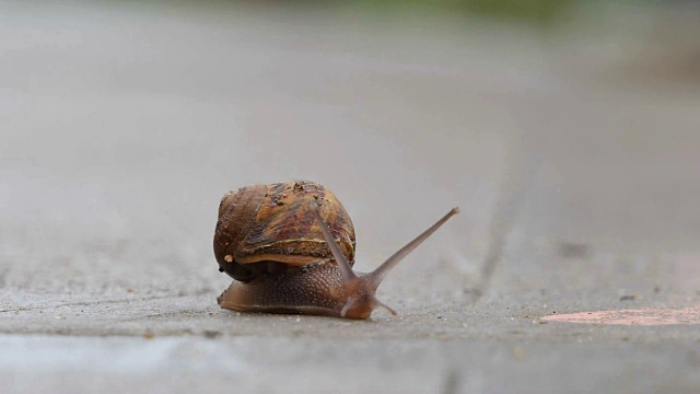 小蜗牛缓慢地爬过人行道视频素材