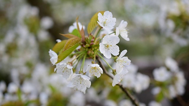 盛开的一束白色的樱花视频下载
