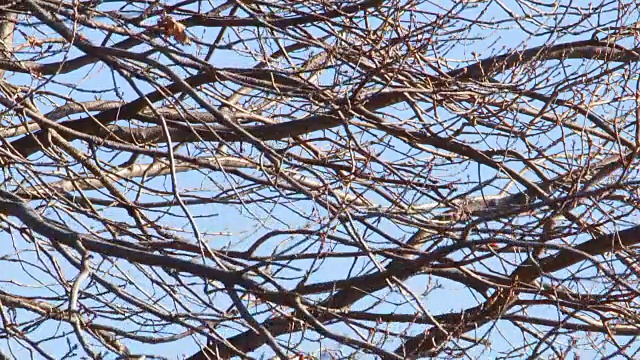 一只乌鸦坐在树枝上视频素材