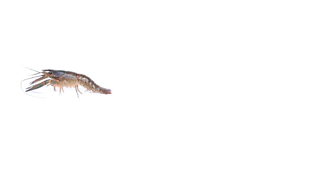 孤立的红螯虾视频下载