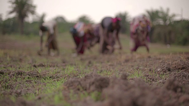 一群种植水稻的非洲女性农民视频素材