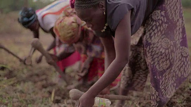 一群种植水稻的非洲女性农民视频素材