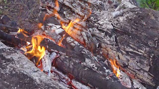 森林里的篝火。视频素材