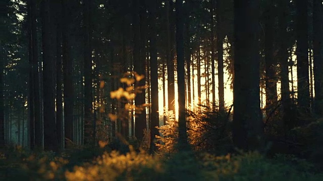 寂静的森林在春天明媚的阳光照耀下视频素材