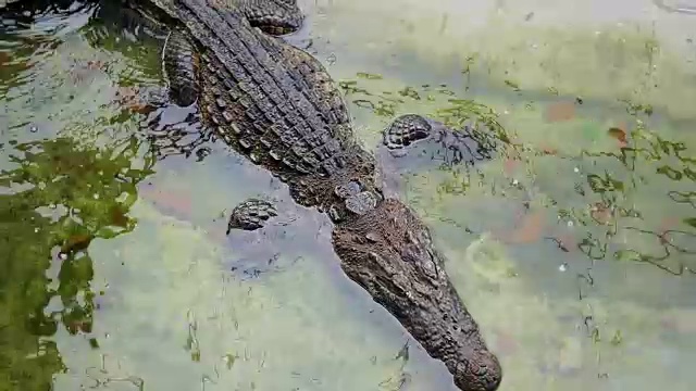 一只鳄鱼一动不动地躺在笼子里。帕,泰国。视频下载