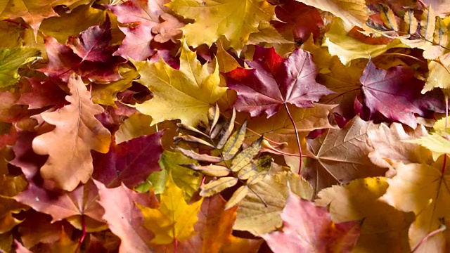 秋天五颜六色的树叶在地上视频素材