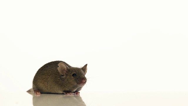 实验室的老鼠视频下载