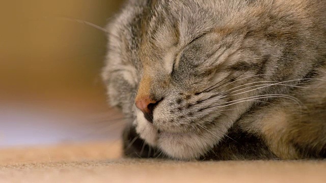 小棕色苏格兰折耳猫正在睡觉，特写视频素材