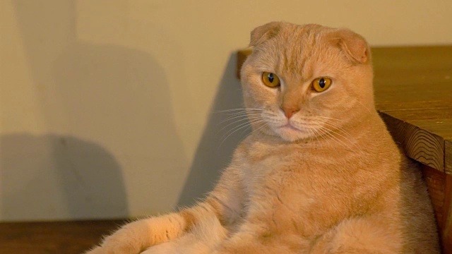 奶油色苏格兰折猫，令人放松视频素材